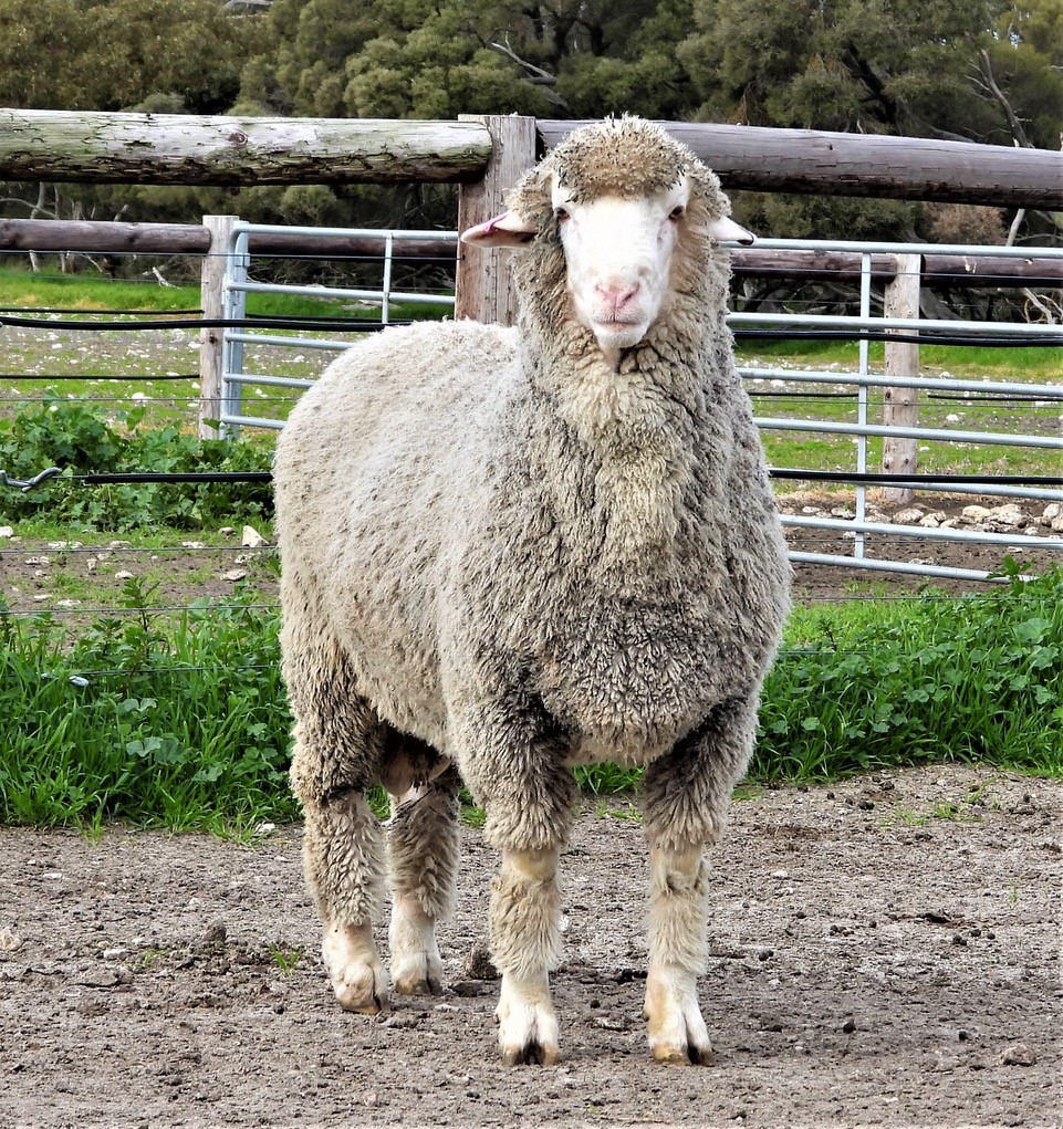 About Ramsgate Poll Merinos | Breeding Merino Rams and Ewes